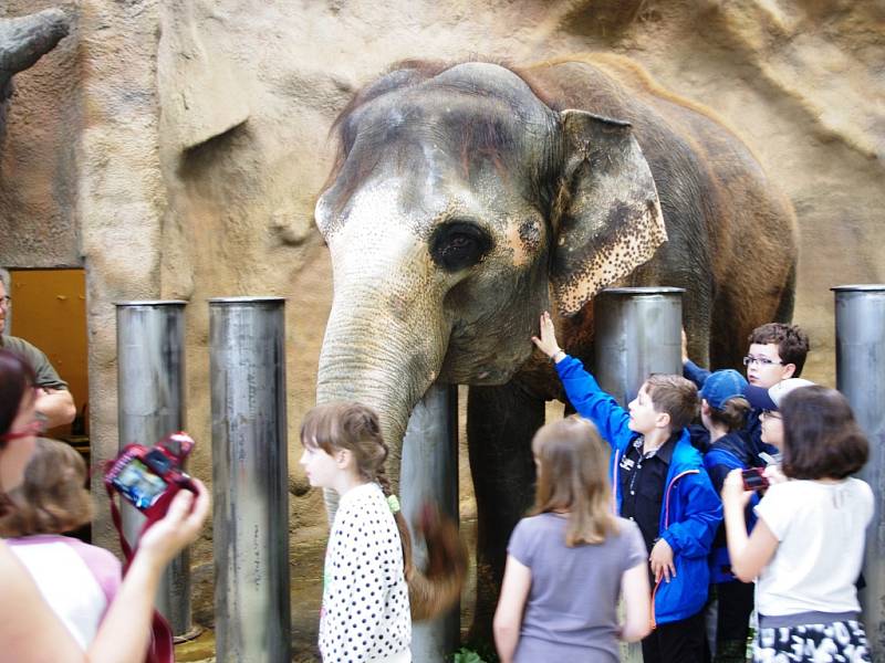 Vysvědčení v pavilonu slonů dostali žáci ze Základní školy Anežky České.