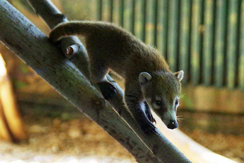 Mládě nosála bělohubého v ústecké zoologické zahradě