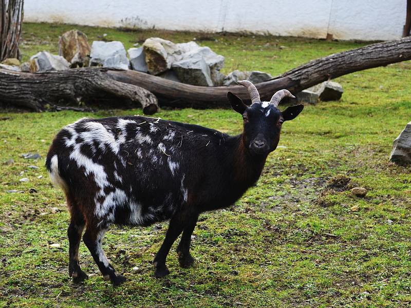 Také ZOO v Ústí nad Labem musí být kvůli opatřením proti šíření koronaviru uzavřena. Deník se tam vydal na návštěvu.