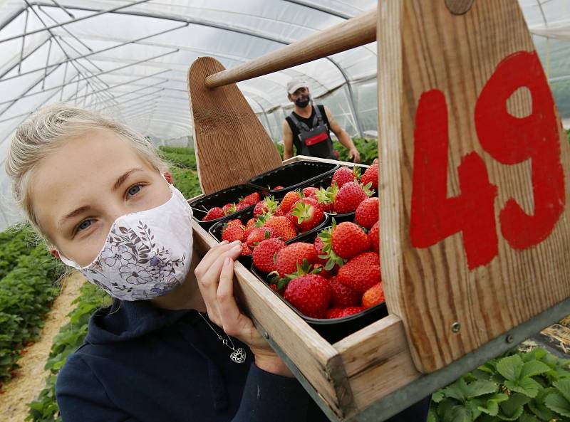 Sklizeň jahod na plantáži ve Svádově