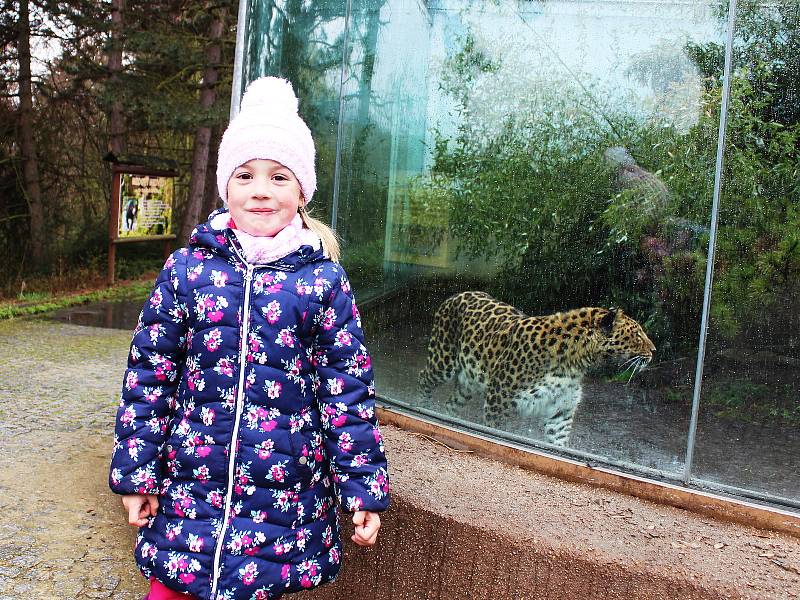 První den po znovuotevření zoologických zahrad nepřálo počasí, přesto si fanoušci do zahrady v Ústí nad Labem cestu našli.