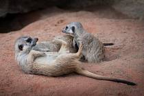 Zoo Ústí nad Labem vyhlásila pro jarní prázdniny soutěž o krmení surikat.