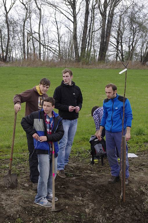 Chcete sázet stromy? Můžete získat příspěvek.