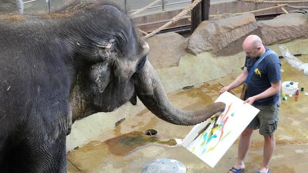 Slonice v ústecké zoologické zahradě malují obrazy. Na snímku Delhi s chovatelem Janem Javůrkem.