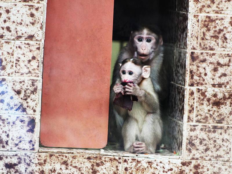 Také ZOO v Ústí nad Labem musí být kvůli opatřením proti šíření koronaviru uzavřena. Deník se tam vydal na návštěvu.