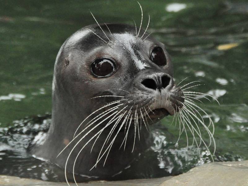 Ústecká zoologická zahrada se v současné době pokouší sehnat nového samce.