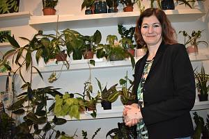 Blanka Plívová má v Ústí obchod s pokojovými rostlinami.