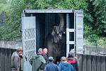 Slonice Delhi v transportní bedně při odjezdu z ústecké zoologické zahrady