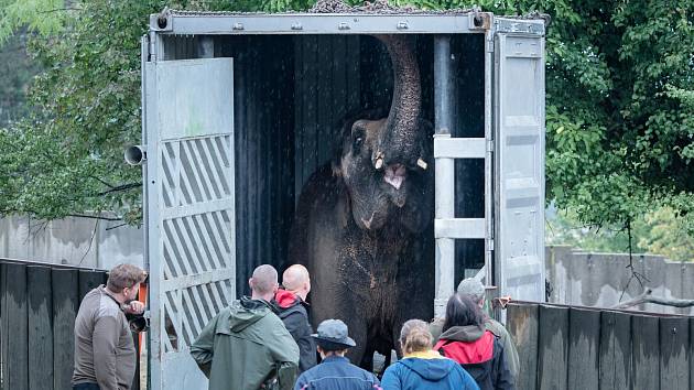 Slonice Delhi v transportní bedně při odjezdu z ústecké zoologické zahrady