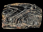Stromatolit z Kokšína.