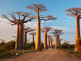 Majestátné baobaby, jeden z divů Madagaskaru.