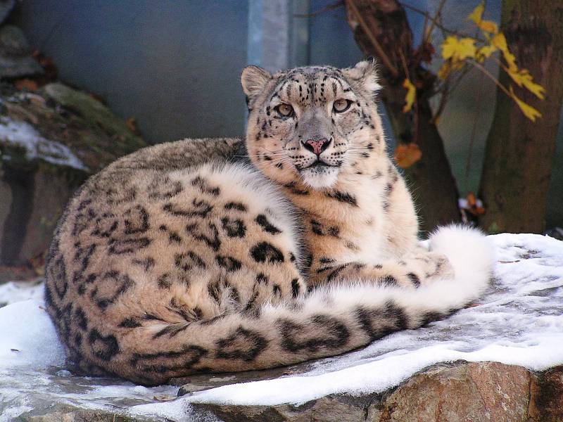 Ústecká zoo v zimě. Iustrační foto.