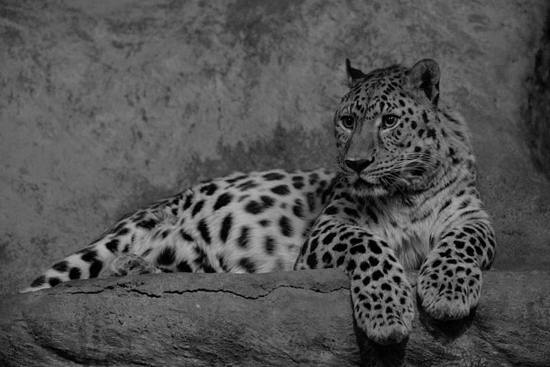 Levhart mandžuský Rusher se v ústecké zoo dožil téměř 19 let. Kvůli zdravotnímu stavu musel být utracen.