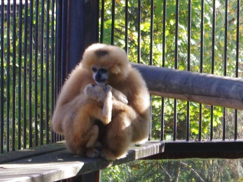 Mládě gibona bělolícího v ústecké zoologické zahradě.