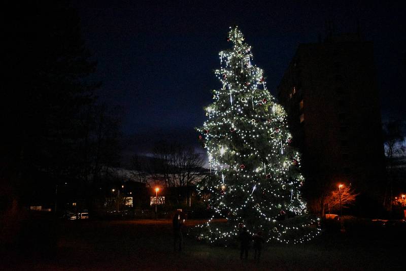 Vánoční stromy vyrostly na mnoha místech Ústecka. Tento je na Severní Terase před obecním úřadem.