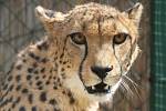 Krásnobřezenská zoologická zahrada má nového obyvatele. Je jím pětiletá gepardí samice jménem Suna.