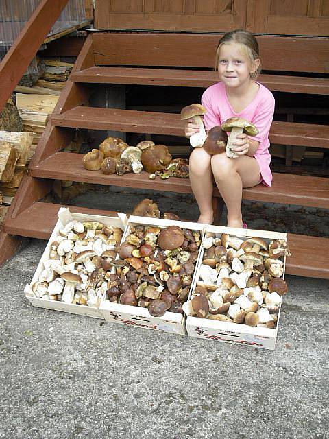 Posílám fotografii z naší hodinové procházky ze Žihle na Plzeňsku. 160 pravých hřibů a „pár“ podborováků. 