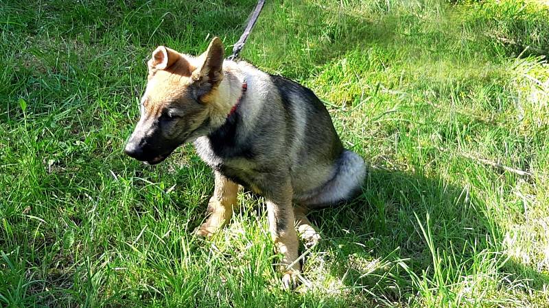 Policisté cvičí dvě štěňata do týmu služebních psů