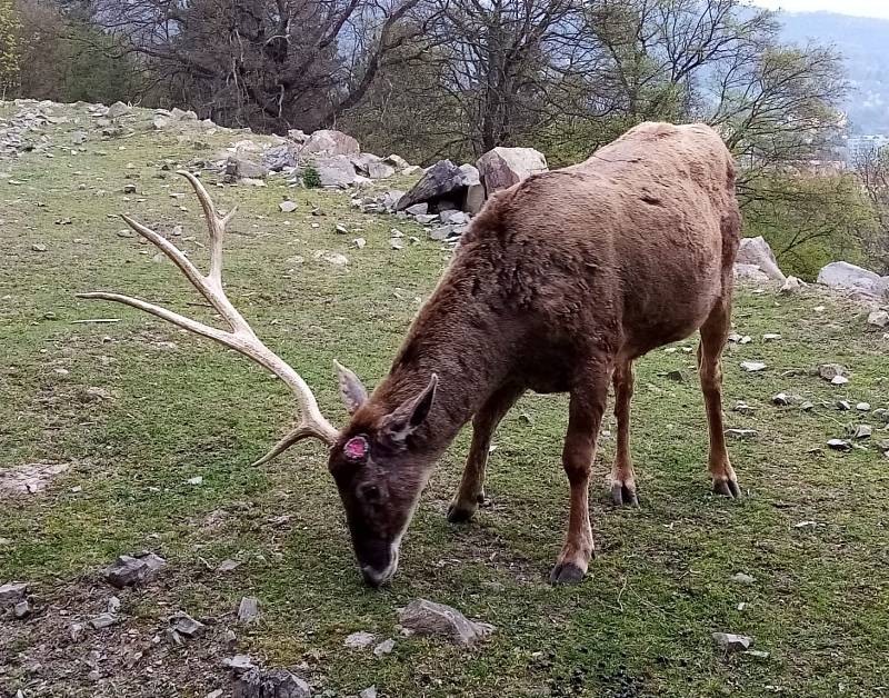 Desaterák Max shodil v ústecké zoo paroží vážící přes 7 kilogramů.