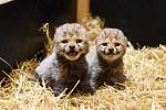 V Zoo Ústí nad Labem se narodila koťata gepardů štíhlých