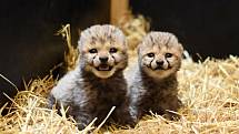 O narození dvou mláďat geparda štíhlého s radostí informovala ústecká zoo v listopadu loňského roku. 