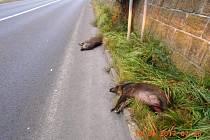 Mrtvá divoká prasata na silnici v Děčínské ulici.