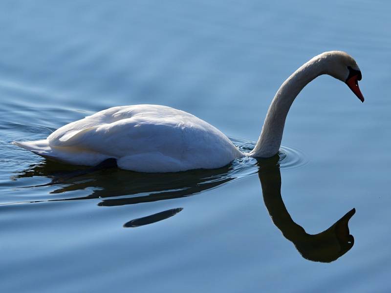 Jezero Milada.