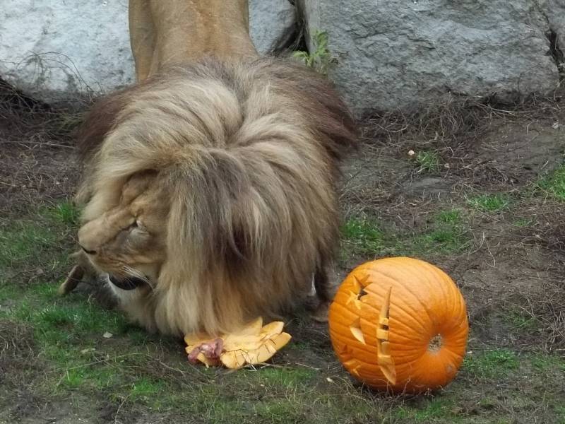 Strašidelná zoo pobavila.