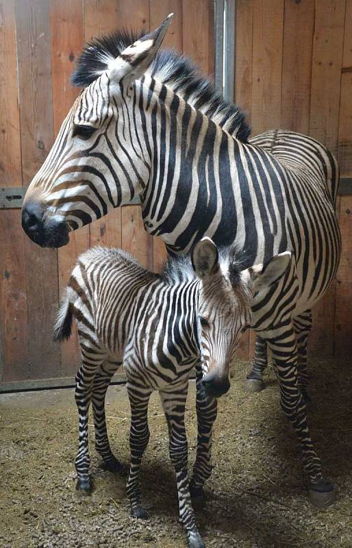 V rozmezí posledních pěti dnů se v Zoo Ústí nad Labem narodila dvě mláďata zebry Hartmannové.