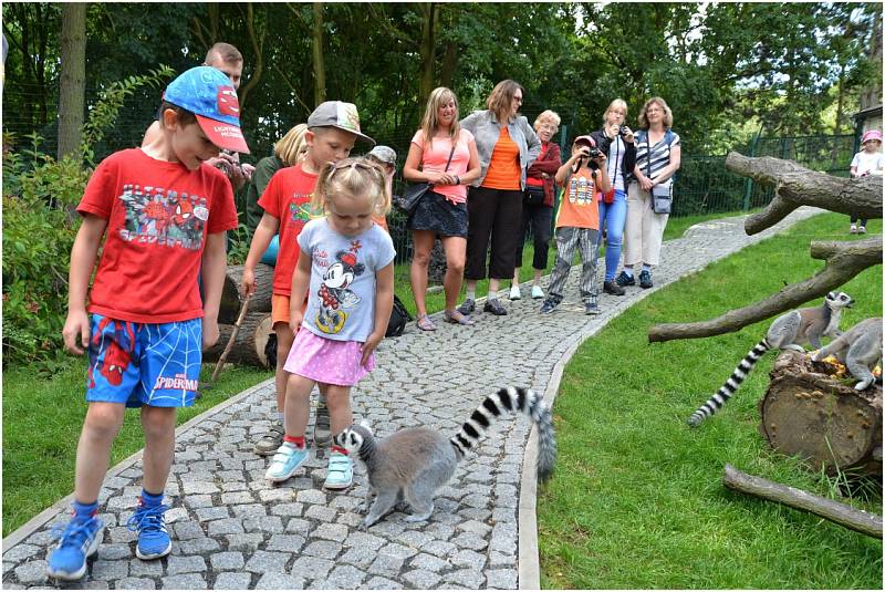 Lemuři kata v ústecké zoo.