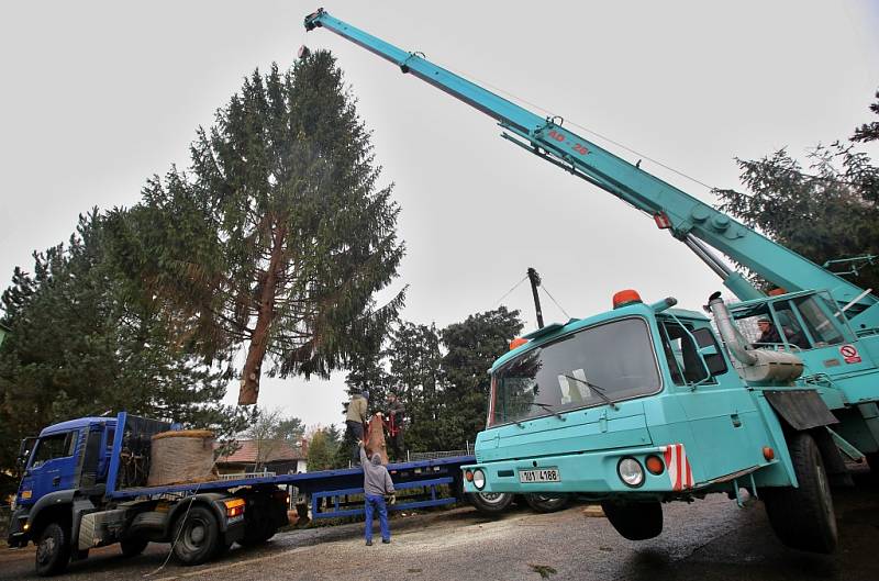 Ve středu 21. listopadu ráno byl pokácen v Mojžíři smrk ze soukromé zahrady, aby záhy skončil jako vánoční strom na Mírovém náměstí v Ústí nad Labem.