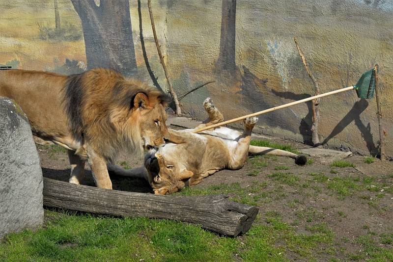 Ústecká lvice Ronja si hraje s hráběmi.