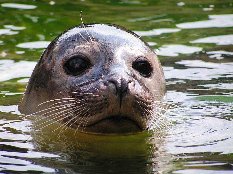 Zoo Ústí nad Labem - ilustrační foto. Tuleň obecný