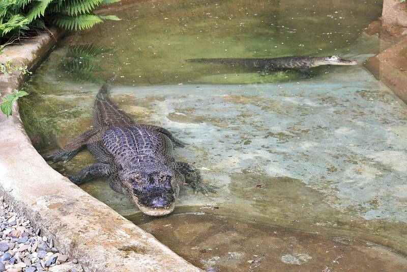 Stěhování aligátorů v ústecké zoo.