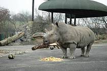 Výběh nosorožců v ústecké zoo a Zamba na archivním snímku