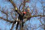 Doslova ekvilibristická čísla častokrát předvádějí lezci zkušení arboristé při ošetřování stromů.