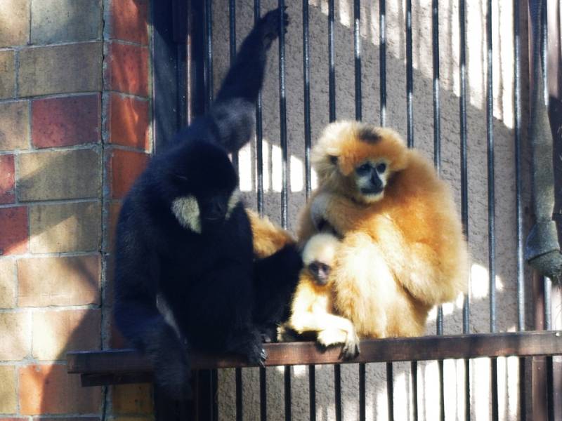 Mládě gibona bělolícího v sobotu v ústecké zoologické zahradě pokřtila gymnastka Anna Mária Kányai.