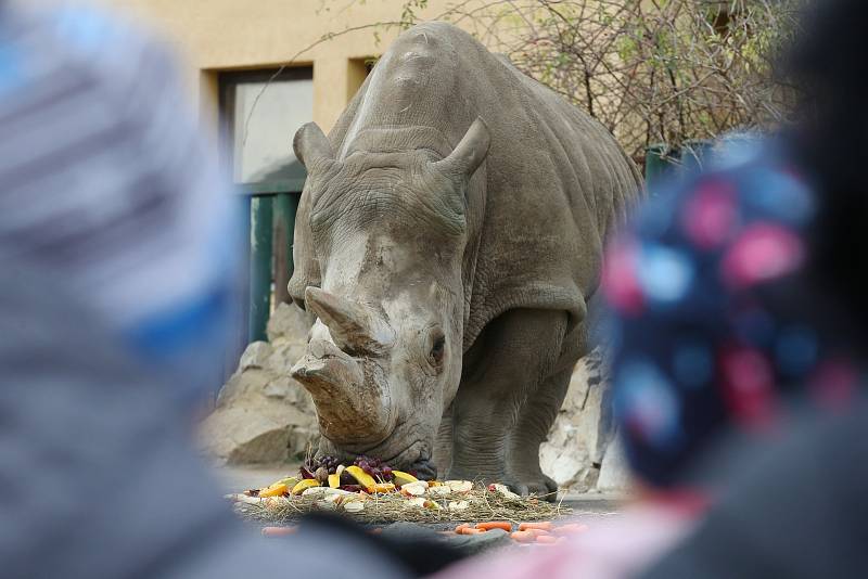 Seniorka Zamba oslavila 38 let chovu nosorožců tuponosých v ústecké zoo.