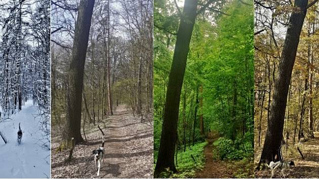 Střížovický vrh v Ústí nad Labem v různých částí roku. Zima, jaro, léto a podzim.