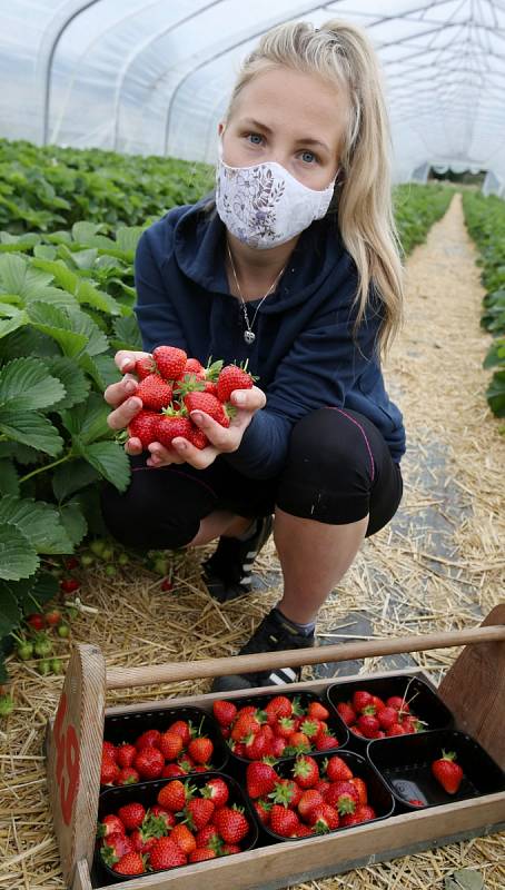 Sklizeň jahod na plantáži ve Svádově