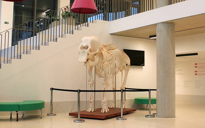Kosterní preparát slonice Kaly je vystavený v prostorách přírodovědecké fakulty UJEP v Ústí nad Labem.