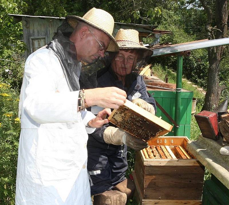 V bílém plášti a se slamákem s kuklou jsem s včelařkou Marií Seidlovou ze Lhoty na Žatecku vstoupil do úlu mezi tisícovku včel. Ty Marie chová na své zahradě. Vybaven kuřákem jsem se cítil mnohem bezpečněji. Bzukot a hukot všude kolem nás byl ale přesto h