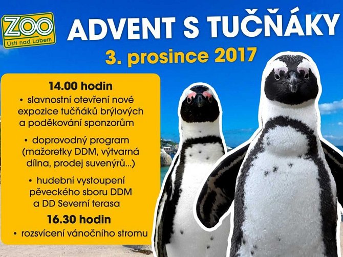 Advent s tučňáky v ústecké zoo.