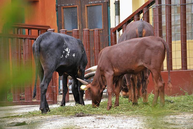 Nový africký výběh Samburu v Zoo Ústí nad Labem