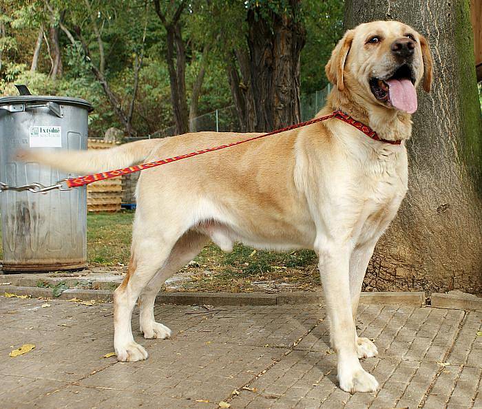 Retriever Hanry byl určitě ze psů, kterým se rodina věnovala. kdo ví, proč skončil na ulici a nikoho nezajímá.