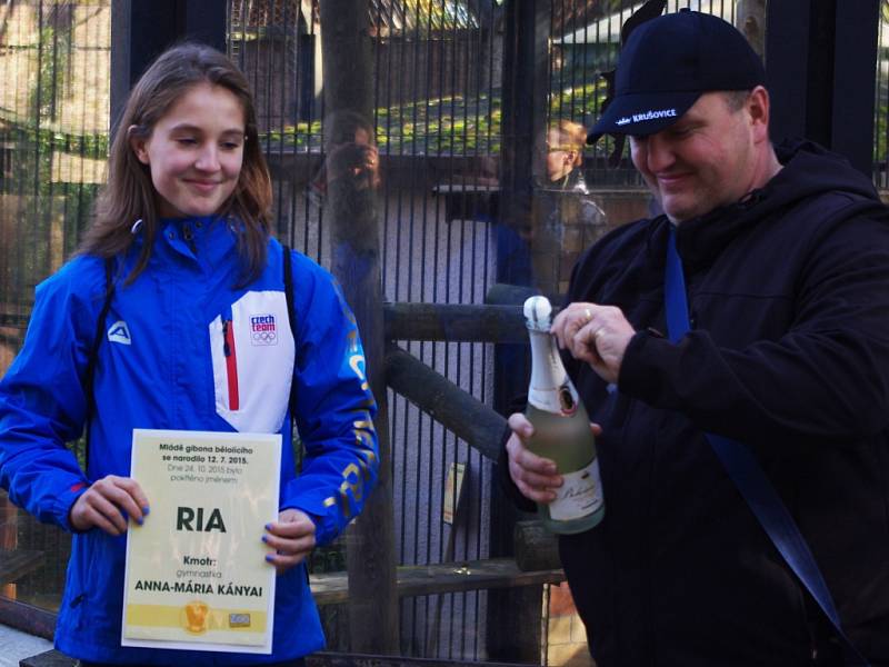 Mládě gibona bělolícího v sobotu v ústecké zoologické zahradě pokřtila gymnastka Anna Mária Kányai.