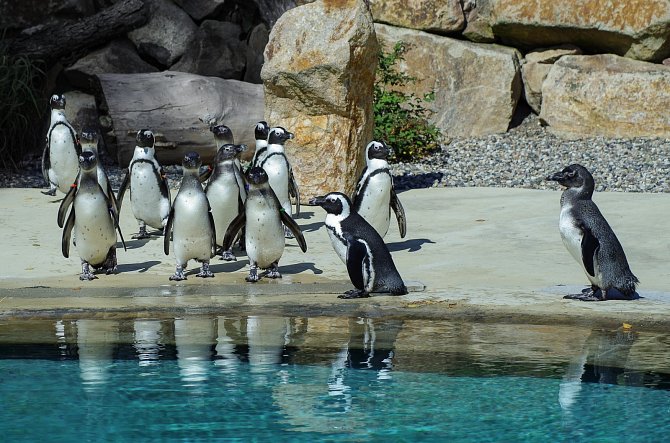 Tučňáci v ústecké zoologické zahradě