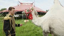 Do Ústí nad Labem zavítal cirkus Šimek. Jeho spolumajitel Josef Šimek ukazuje cvičené opičky a velblouda.