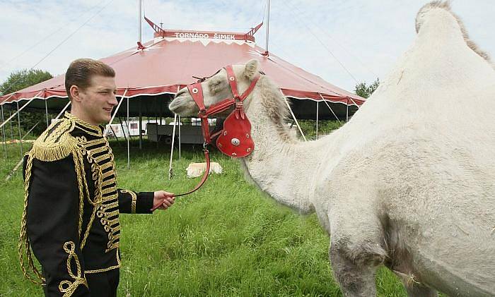 Do Ústí nad Labem zavítal cirkus Šimek. Jeho spolumajitel Josef Šimek ukazuje cvičené opičky a velblouda.