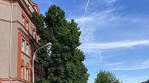 Stromořadí javorů prý stíní do bytů v Pasteurově ulici. Podle zdejších lidí by postačila řádná péče o zeleň a kácení mají za bohapusté barbarství. Stromy poskytují příjemný stín, mikroklima i esteticky vylepšují pohled z oken.